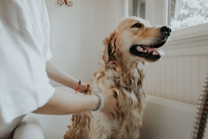 Pet Insurance — NJ insurance coverage from Kevin Brown Insurance Agency